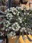 Preview: Euphorbia inermis